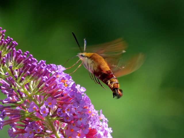 Hummingbird Moth