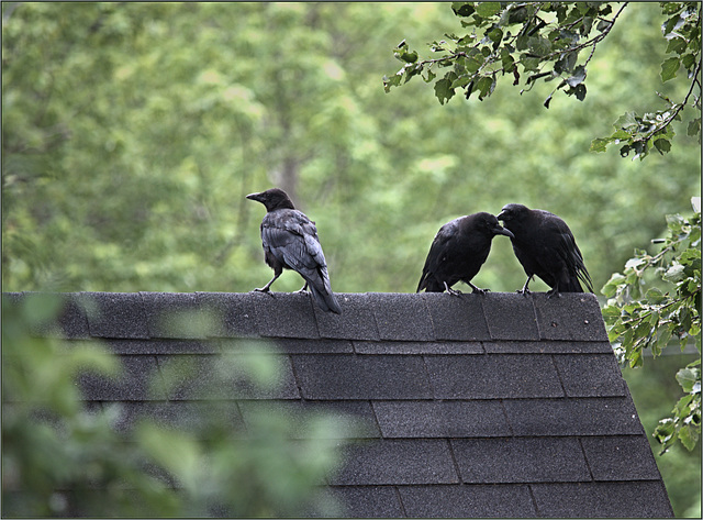 More crows doing what crows do