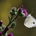 le célèbre " papillon blanc " .....