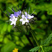 20210708 1404CPw [D~LIP] Rainfarn-Phazelie (Phacelia tanacetifolia) [Büschelschön], Bad Salzuflen