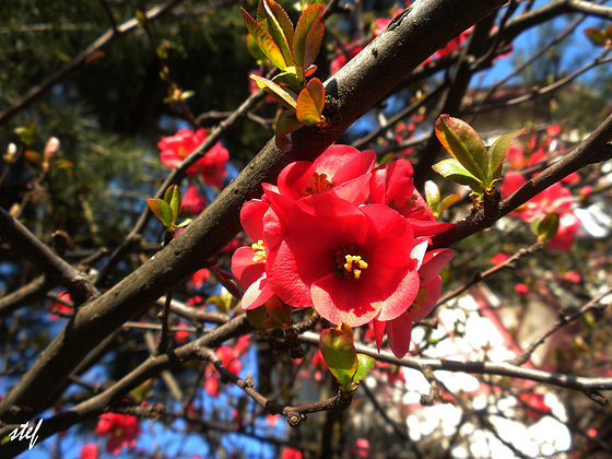 say hallo to spring