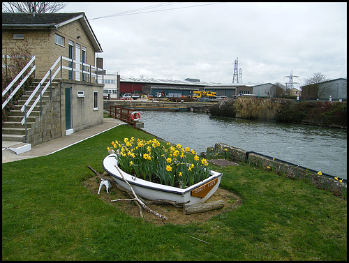 daffs at Osney lockhouse