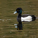 Tufted duck