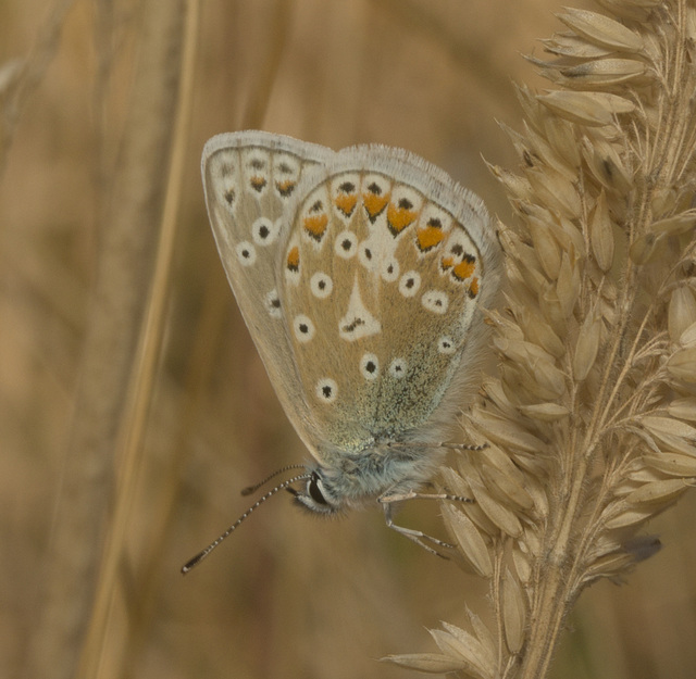 IMG 0827 Chalkhill Blue-1