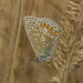 IMG 0827 Chalkhill Blue-1