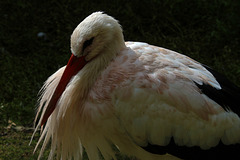 Une cigogne en attente d'un bébé à livrer seulement après la signature du bordereau de livraison .  .