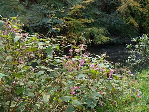 Pretty Pink at Quarry Bank Gardens
