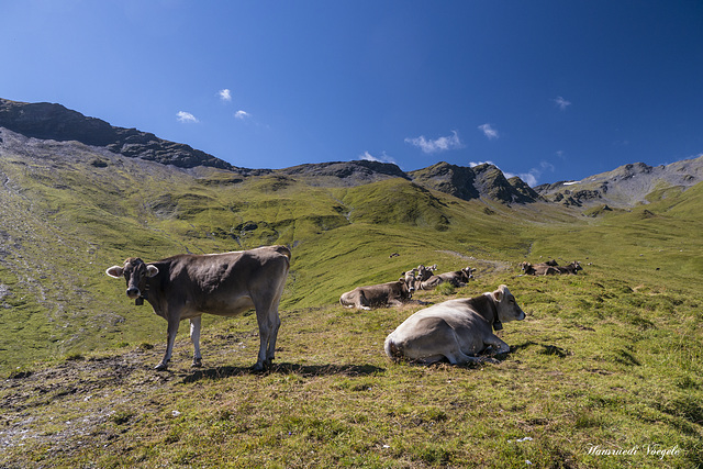 Rinder auf der Alpweide