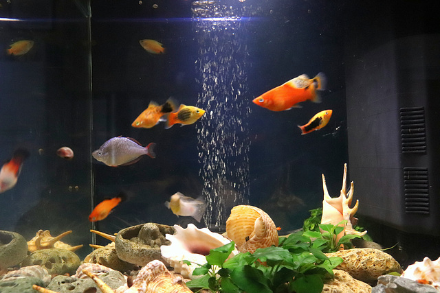 Mon aquarium