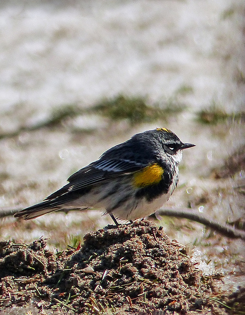 Day 6, Yellow-rumped Warbler, Tadoussac