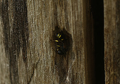 Wasp in Hole