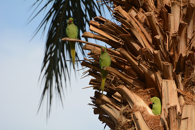 Israel, Eilat, Three Small Green Parrots