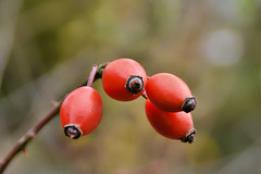 Hunds-Rose (Rosa canina),Frucht