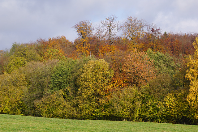 Herbstlicher November IV