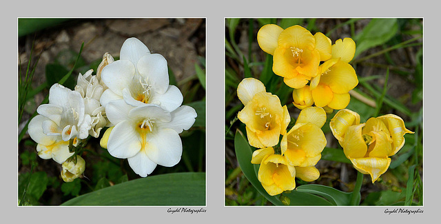 Les Freesias s'éclatent !