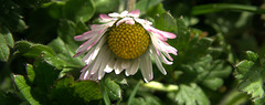 Tinged With Pink