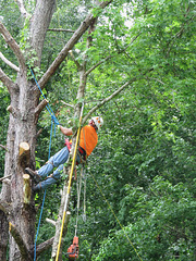 Cutting down dead pine tree