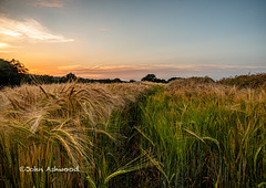 Sunset over the wheat fields