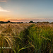 Sunset over the wheat fields