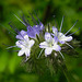 20210708 1405CPw [D~LIP] Rainfarn-Phazelie (Phacelia tanacetifolia) [Büschelschön], Bad Salzuflen