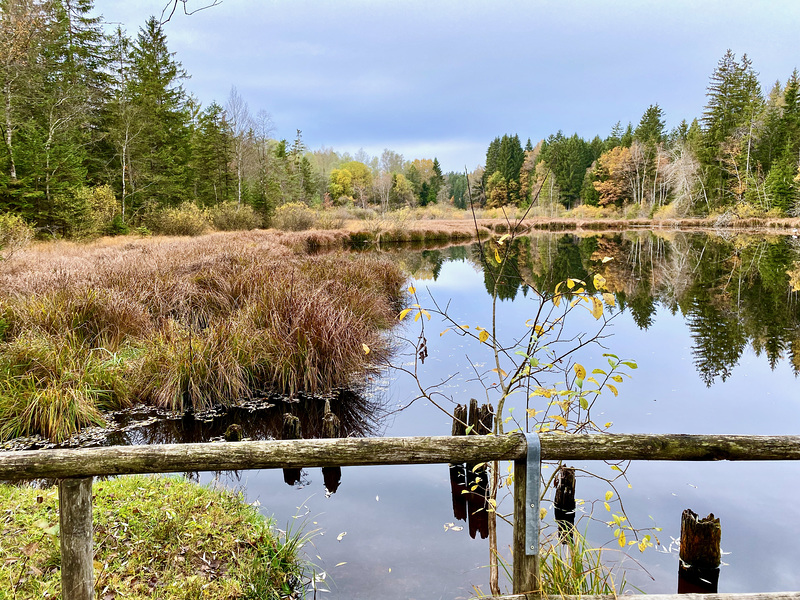 Herbst am Moorsee