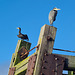 Cormorant & Heron