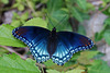 Red-Spotted Purple Butterfly