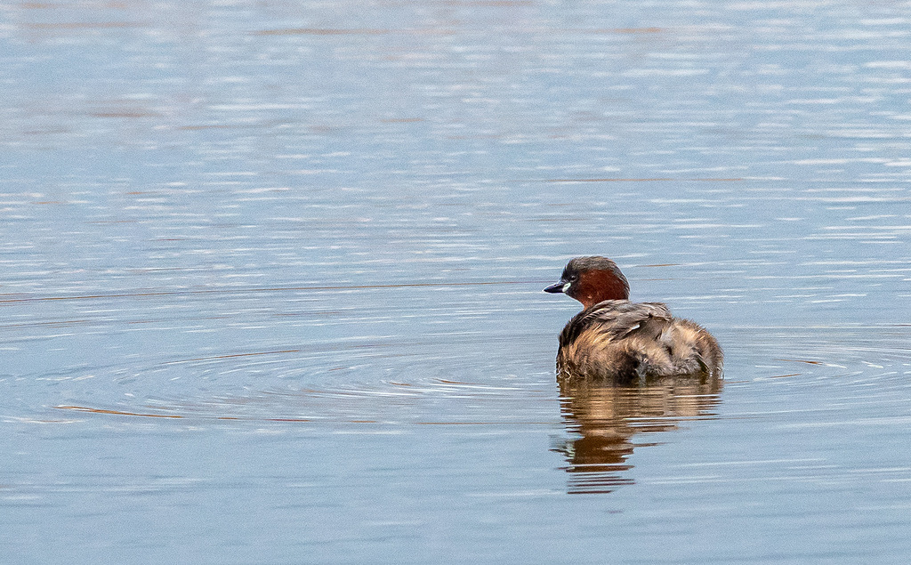 Little grebe