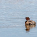 Little grebe