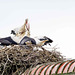 Stork, Ciconia ciconia