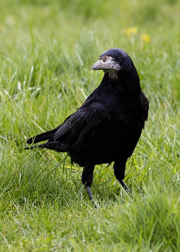 Carrion Crow