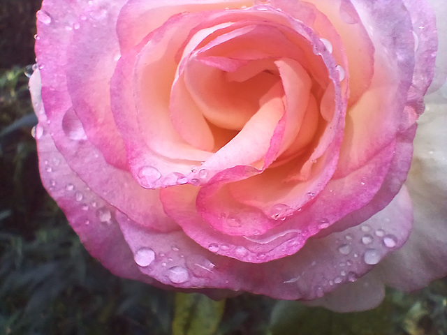 Des perles de pluie d’aujourd’hui ..........