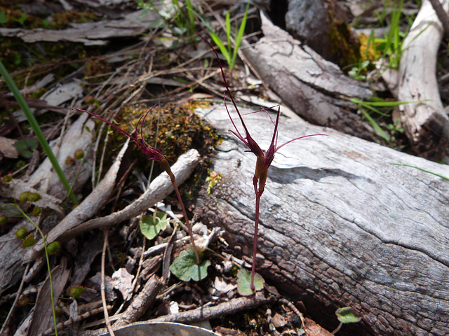 mosquito orchid