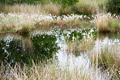 Moorlandschaft