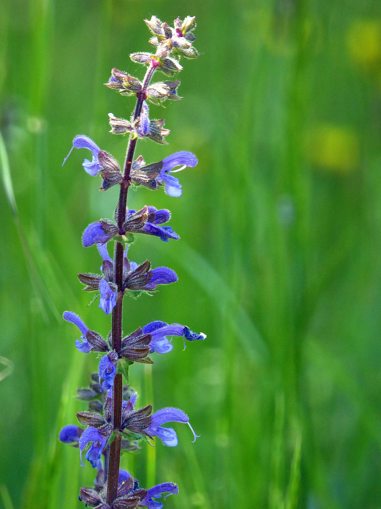 salvia selvatica