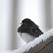 Dark-eyed Junco