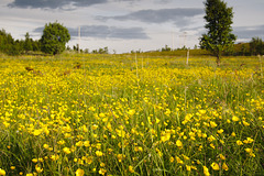 Buttercups