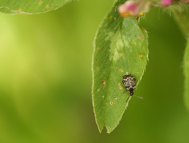 Little Beetle