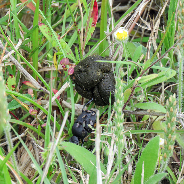 Day 5, phoretic/kleptoparasitic flies on a Dung Beetle