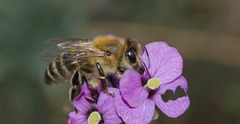 BeeIMG 6486