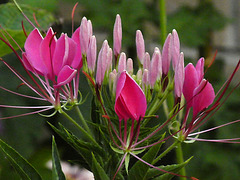 Cleome aka spider flower