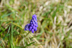 Traubenhyazinthe