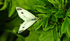 20210708 1407CPw [D~LIP] Kleiner Kohlweißling (Pieris rapae), Fingerstrauch (Potentilla fruticosa), Bad Salzuflen