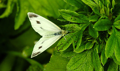 20210708 1407CPw [D~LIP] Kleiner Kohlweißling (Pieris rapae), Fingerstrauch (Potentilla fruticosa), Bad Salzuflen