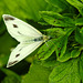20210708 1407CPw [D~LIP] Kleiner Kohlweißling (Pieris rapae), Fingerstrauch (Potentilla fruticosa), Bad Salzuflen