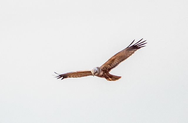 Marsh harrier