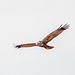 Marsh harrier