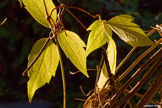 Herbstlicht