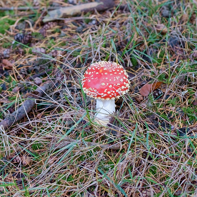 Fly Agaric