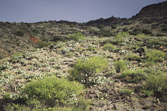 Opuntias on the mountainside